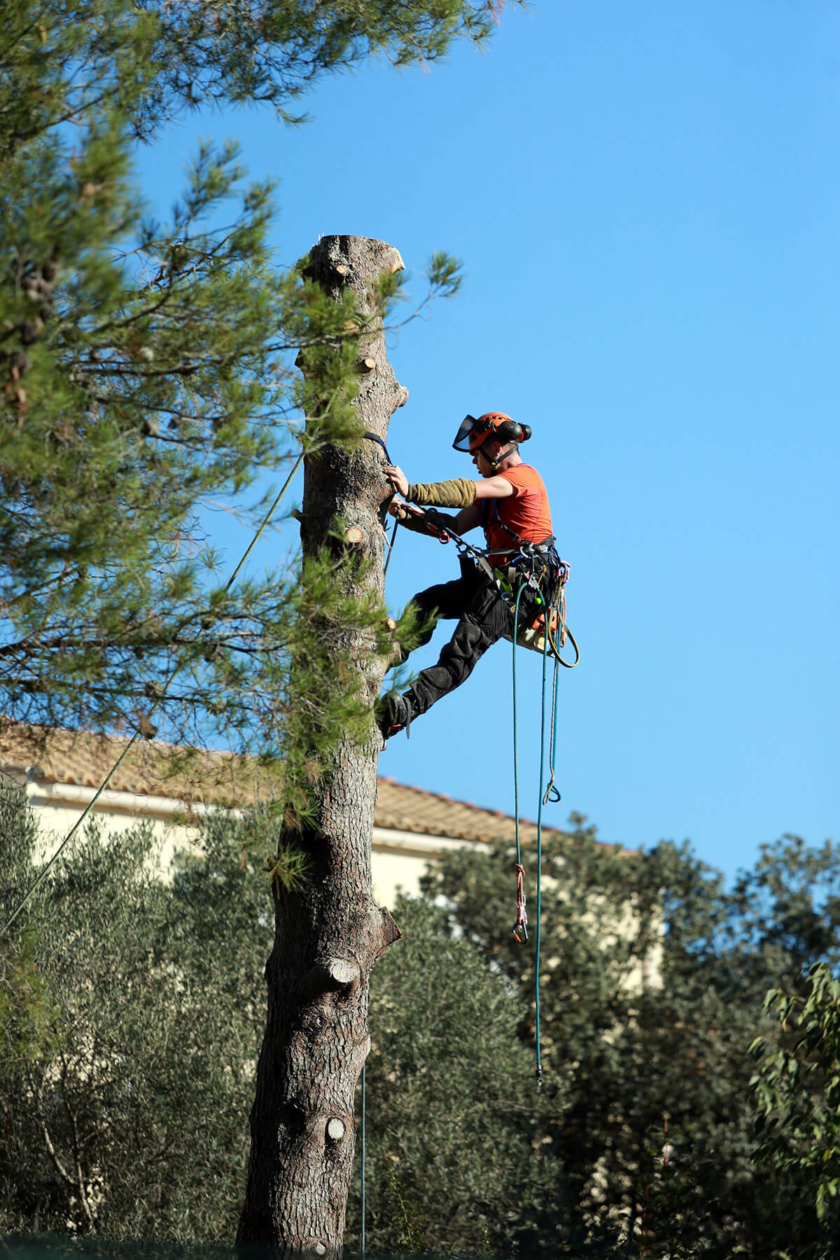 Lumberjack Tree Service gallery 5