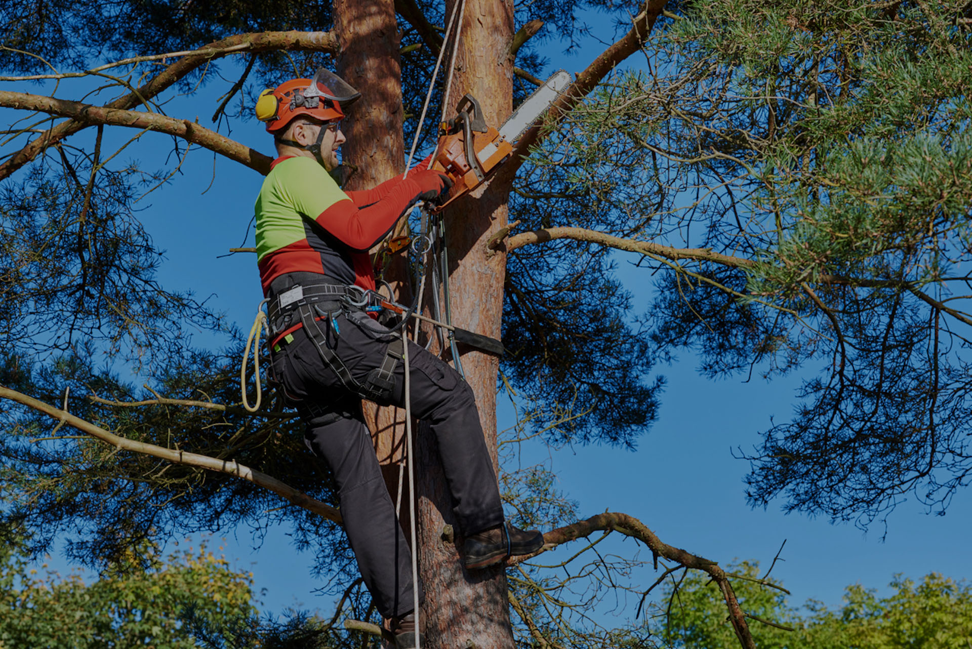 Lumberjack Tree Service gallery 8