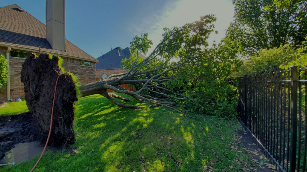 Lumberjack Tree Service gallery 7
