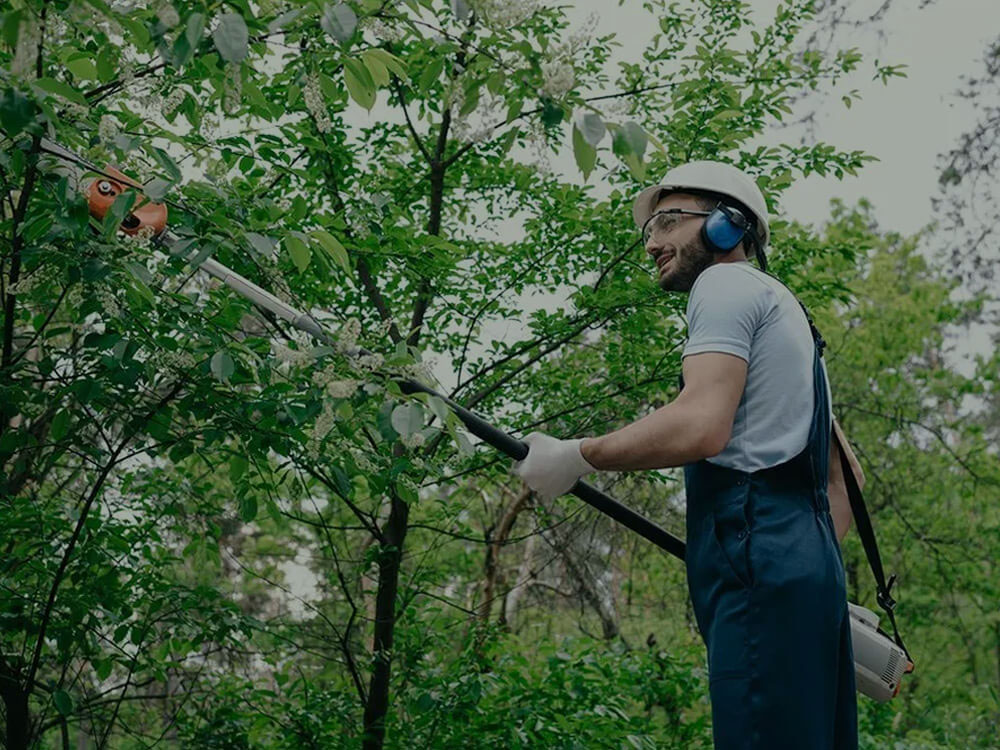 Lumberjack Tree Service gallery 6