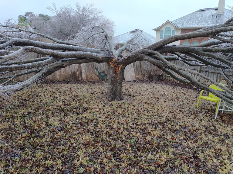 How Did Dallas Storms Affect Trees - Lumberjack Tree Service